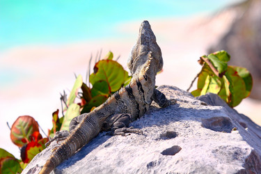 Similar image 1463262