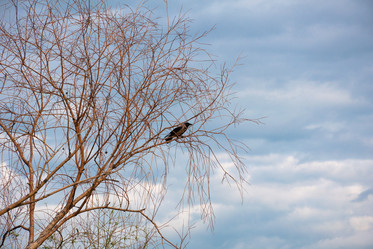 Similar image 1463310