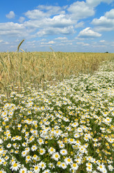 Similar image 1463348