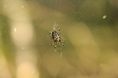 Similar image 1463494