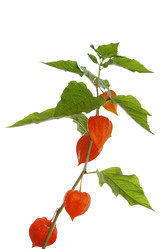 Similar image 1463978