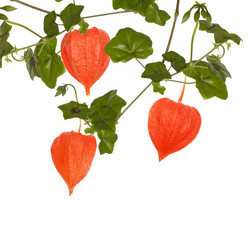 Similar image 1463987