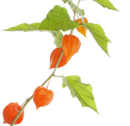 Similar image 1464024