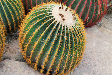 Similar image 1464607