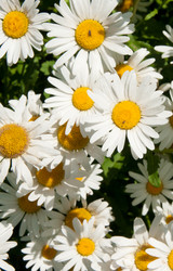 Similar image 1464762