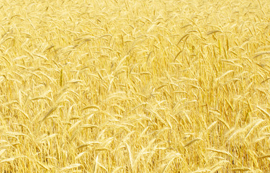 Similar image 1464807