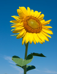 Similar image 1464810