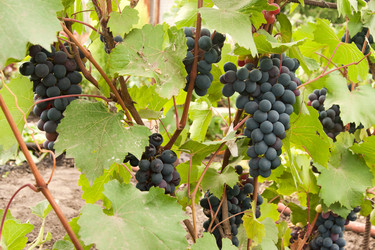 Similar image 1464837