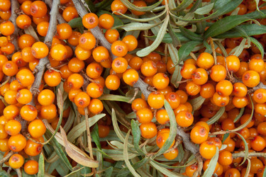 Similar image 1464856