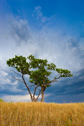 Similar image 1466385