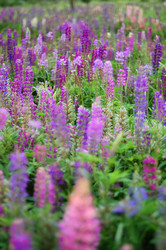 Similar image 1467742