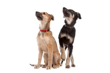 Similar image 1471067