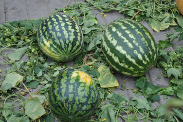 Similar image 1471711