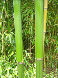 Similar image 1471989