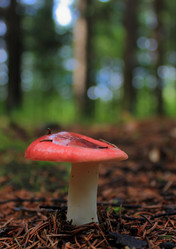 Similar image 1472084