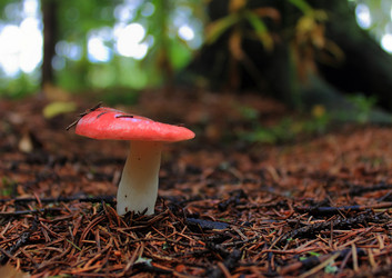 Similar image 1472154