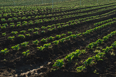 Similar image 1473374