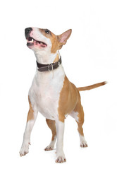 Similar image 1474294