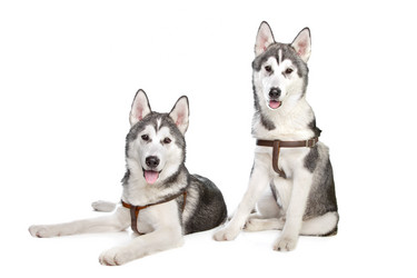 Similar image 1474375