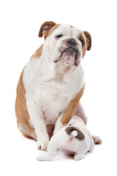 Similar image 1474426