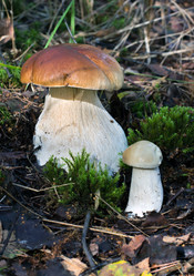 Similar image 1478250