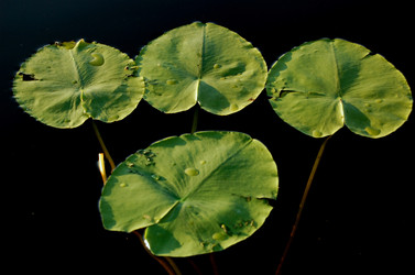 Similar image 1482484