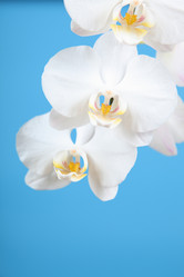 Similar image 1482742