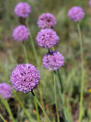 Similar image 1483065