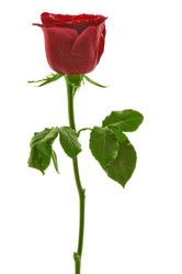 Similar image 1484160