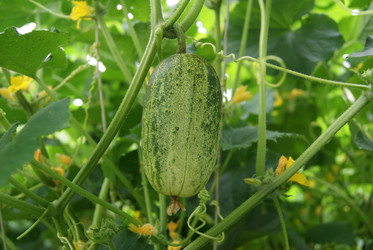 Similar image 1484174