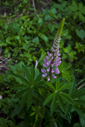 Similar image 1484288