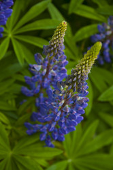 Similar image 1484311