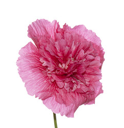 Similar image 1484384