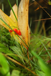 Similar image 1484636