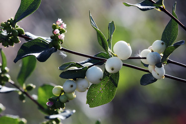 Similar image 1484684