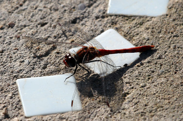 Similar image 1484687