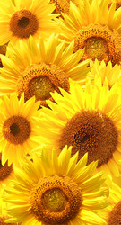 Similar image 1486733