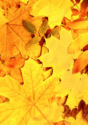 Similar image 1486746