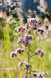 Similar image 1488003