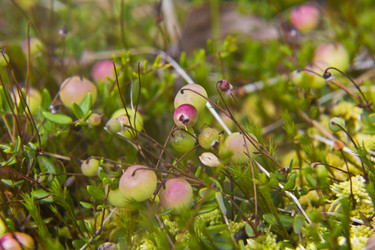 Similar image 1489070