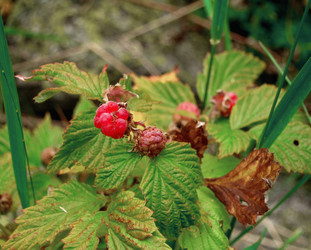 Similar image 1494200