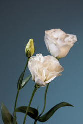 Similar image 1496511