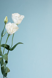 Similar image 1496513