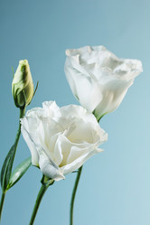 Similar image 1496514