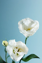 Similar image 1496524