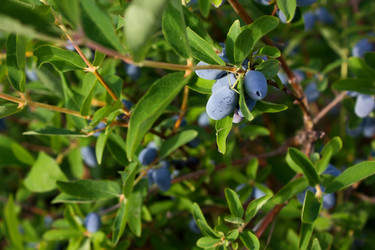 Similar image 1497441