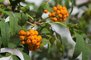 Similar image 1497445