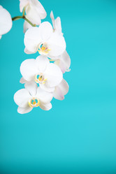 Similar image 1497521