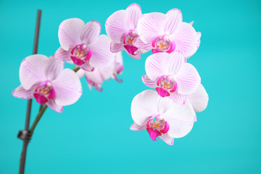 Similar image 1497533