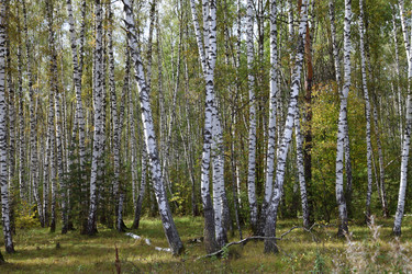 Similar image 1497555